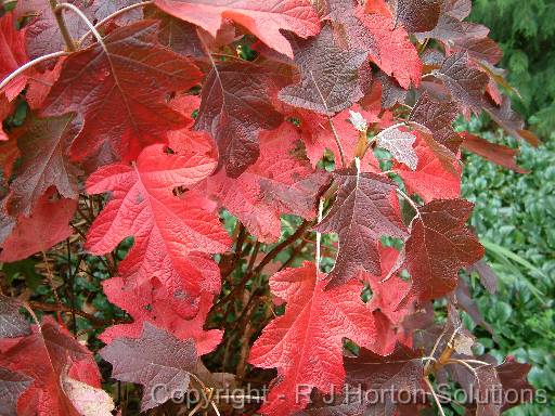 Hydrangea quercifolia_1 